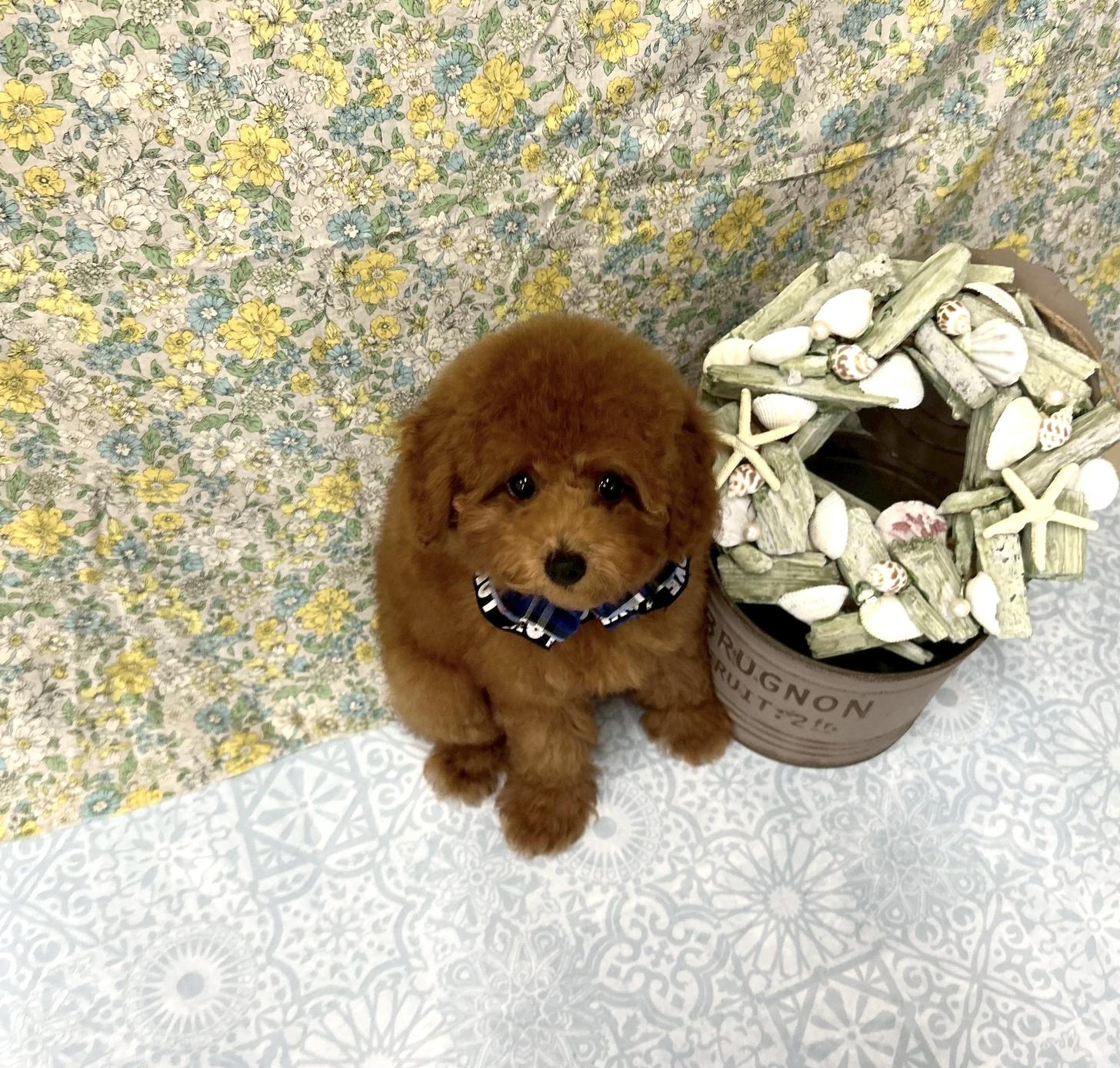 福岡県のタイニープードル (ぱぴぷぺっと福岡店/2025年5月12日生まれ/男の子/レッド)の子犬の4枚目の画像