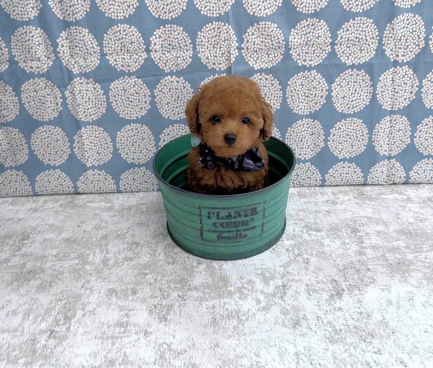 福岡県のタイニープードル (ぱぴぷぺっと福岡店/2025年5月12日生まれ/男の子/レッド)の子犬の4枚目の画像