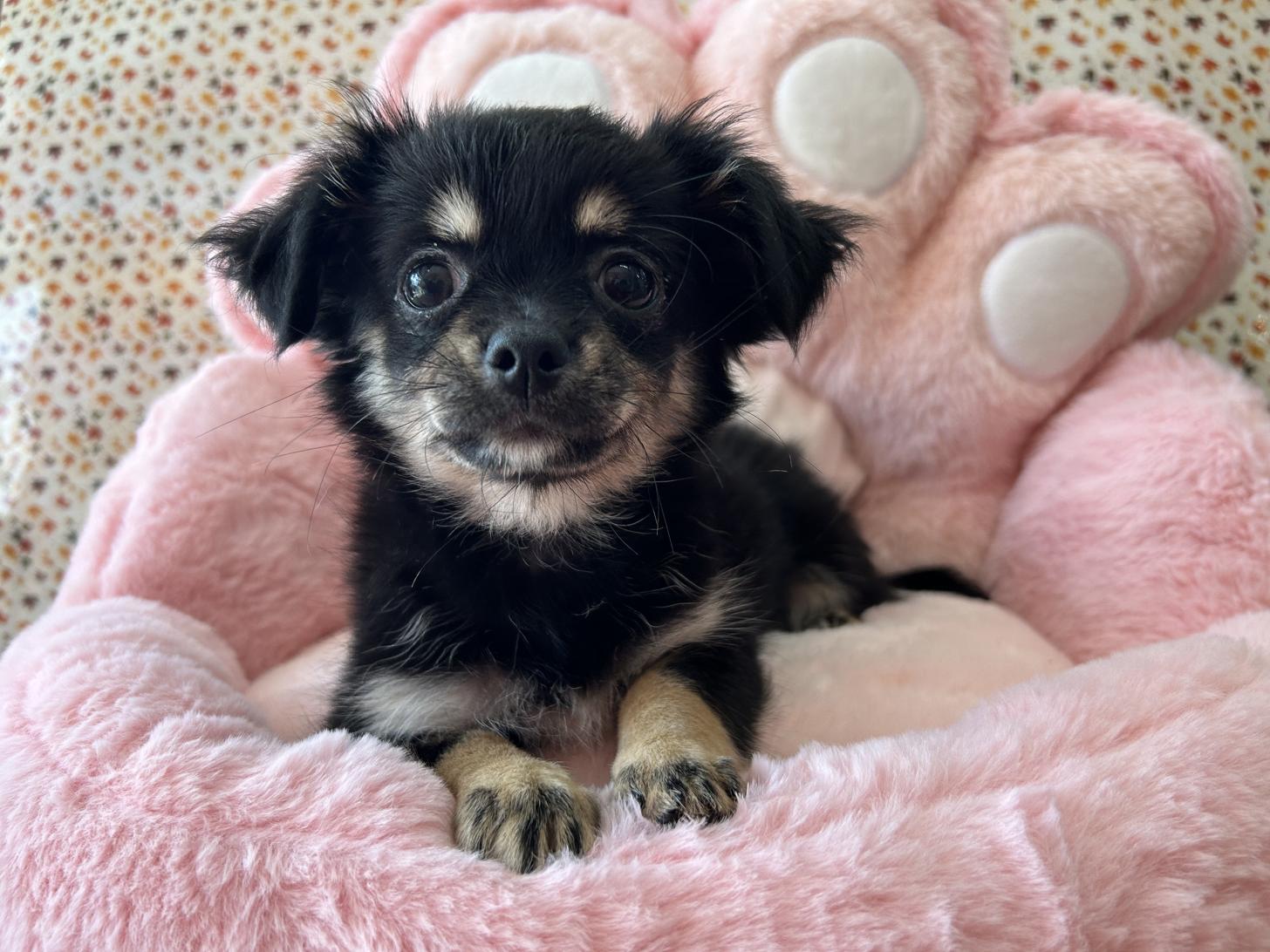 佐賀県のポメチワ/チワポメ/ポメチー(ポメラニアン×チワワ) (スタードッグス新鳥栖店/2025年7月26日生まれ/女の子/ブラックタン)の子犬