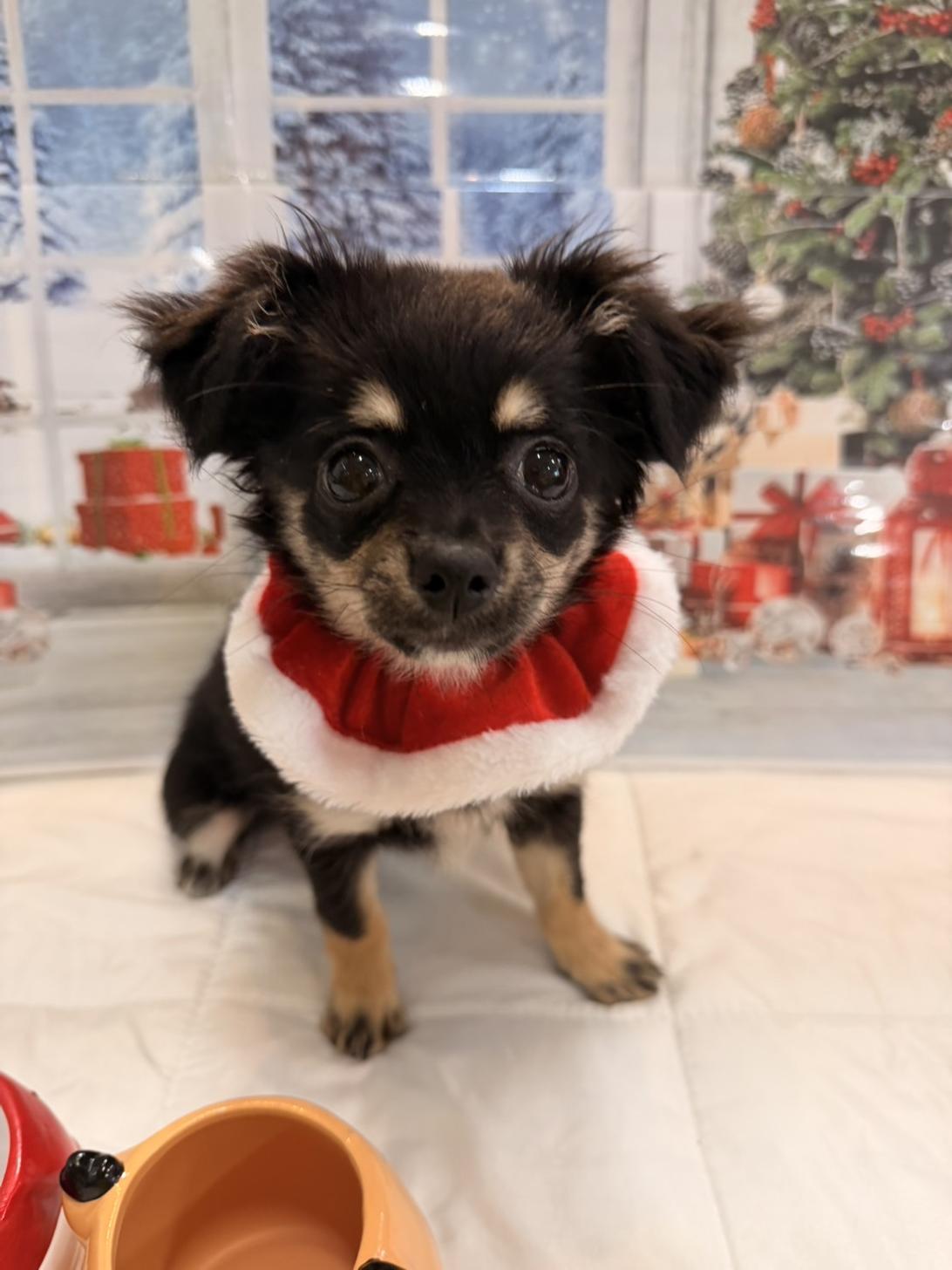 福岡県のポメチワ/チワポメ/ポメチー(ポメラニアン×チワワ) (スタードッグス大牟田店/2025年7月26日生まれ/女の子/ブラックタン)の子犬の1枚目の画像