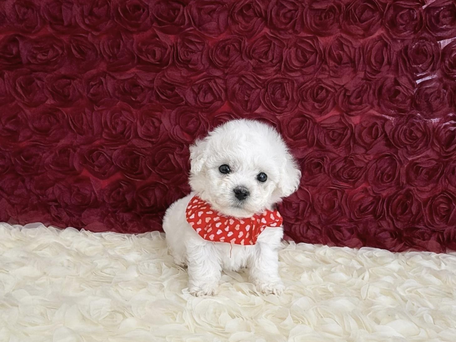 福岡県のビションフリーゼ (ぱぴぷぺっと福岡店/2025年12月11日生まれ/女の子/ホワイト)の子犬の1枚目の画像