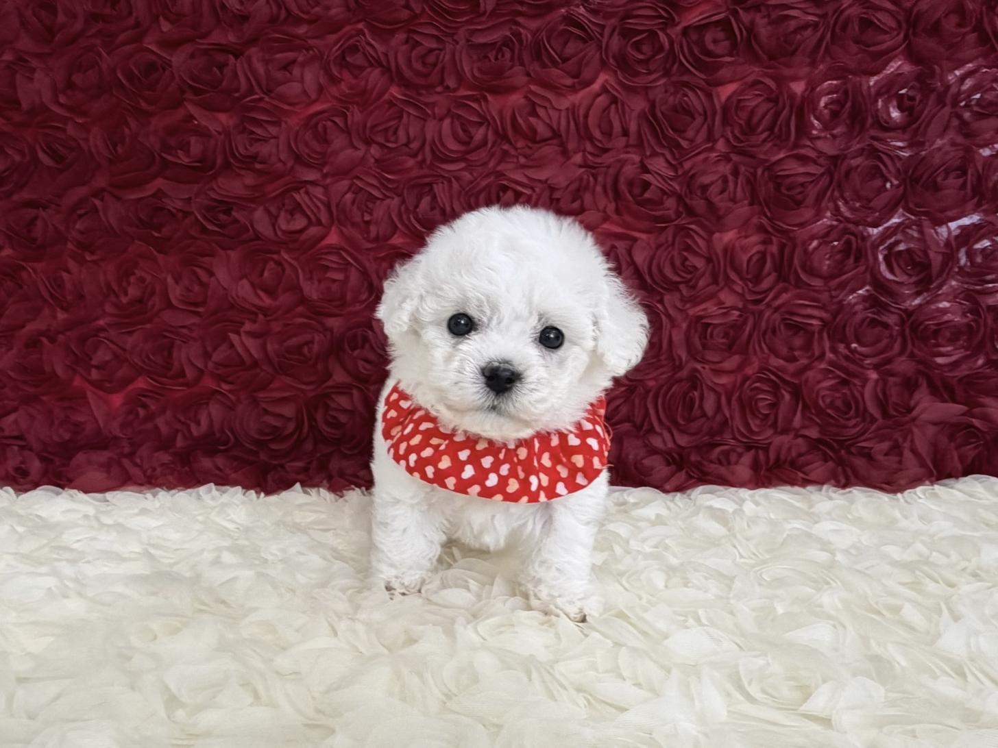 福岡県のビションフリーゼ (ぱぴぷぺっと福岡店/2025年12月11日生まれ/女の子/ホワイト)の子犬の2枚目の画像