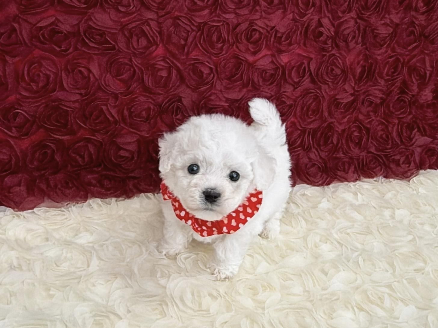 福岡県のビションフリーゼ (ぱぴぷぺっと福岡店/2025年12月11日生まれ/女の子/ホワイト)の子犬の3枚目の画像