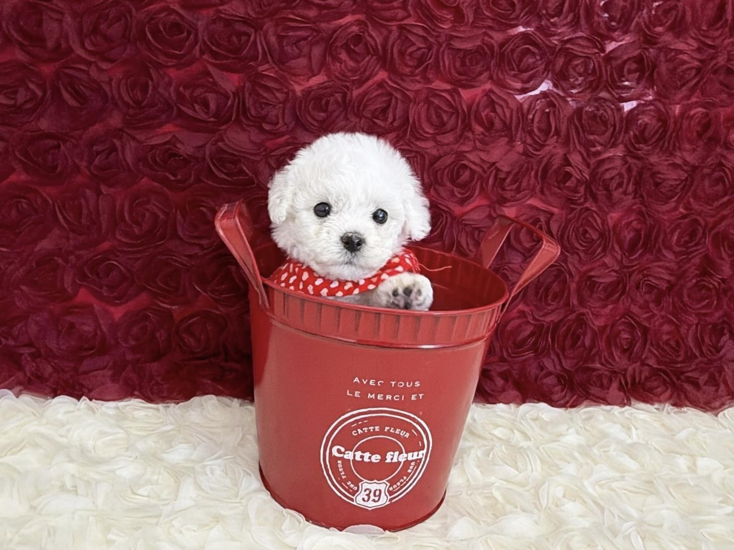 福岡県のビションフリーゼ (ぱぴぷぺっと福岡店/2025年12月11日生まれ/女の子/ホワイト)の子犬の4枚目の画像