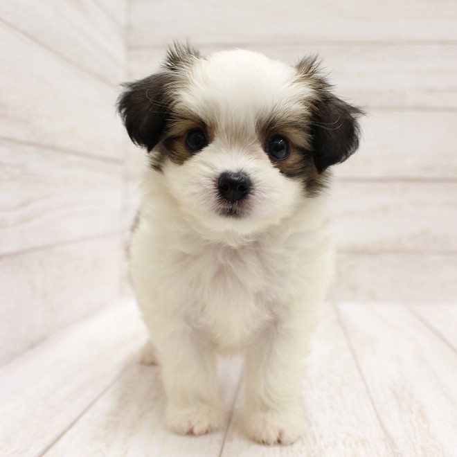 千葉県のハーフ犬・ミックス犬 (ペピカファミリー松戸店/2025年7月12日生まれ/男の子/ホワイトブラウン)の子犬の2枚目の画像