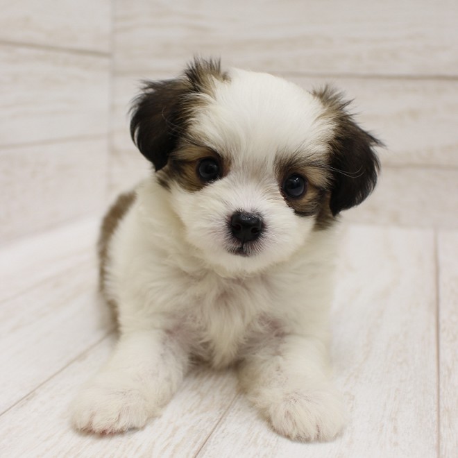 千葉県のハーフ犬・ミックス犬 (ペピカファミリー松戸店/2025年7月12日生まれ/男の子/ホワイトブラウン)の子犬の3枚目の画像