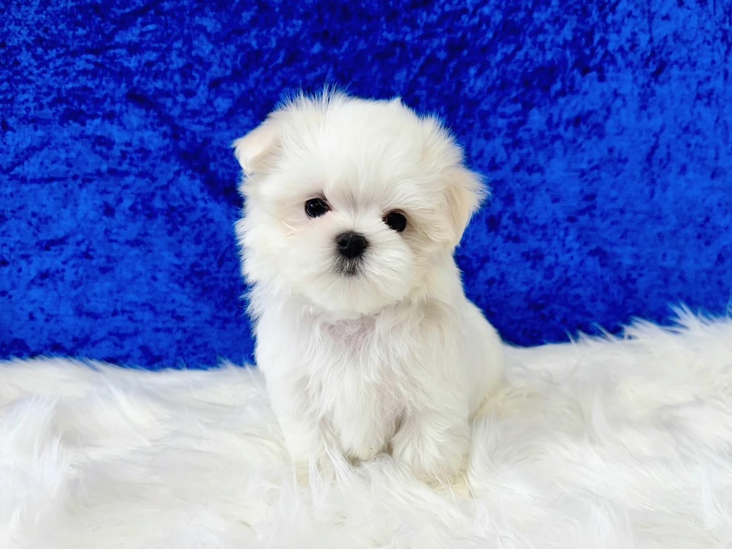 大阪府のマルチーズ (ぱぴぷぺっと大阪店/2026年2月18日生まれ/男の子/ホワイト)の子犬の1枚目の画像