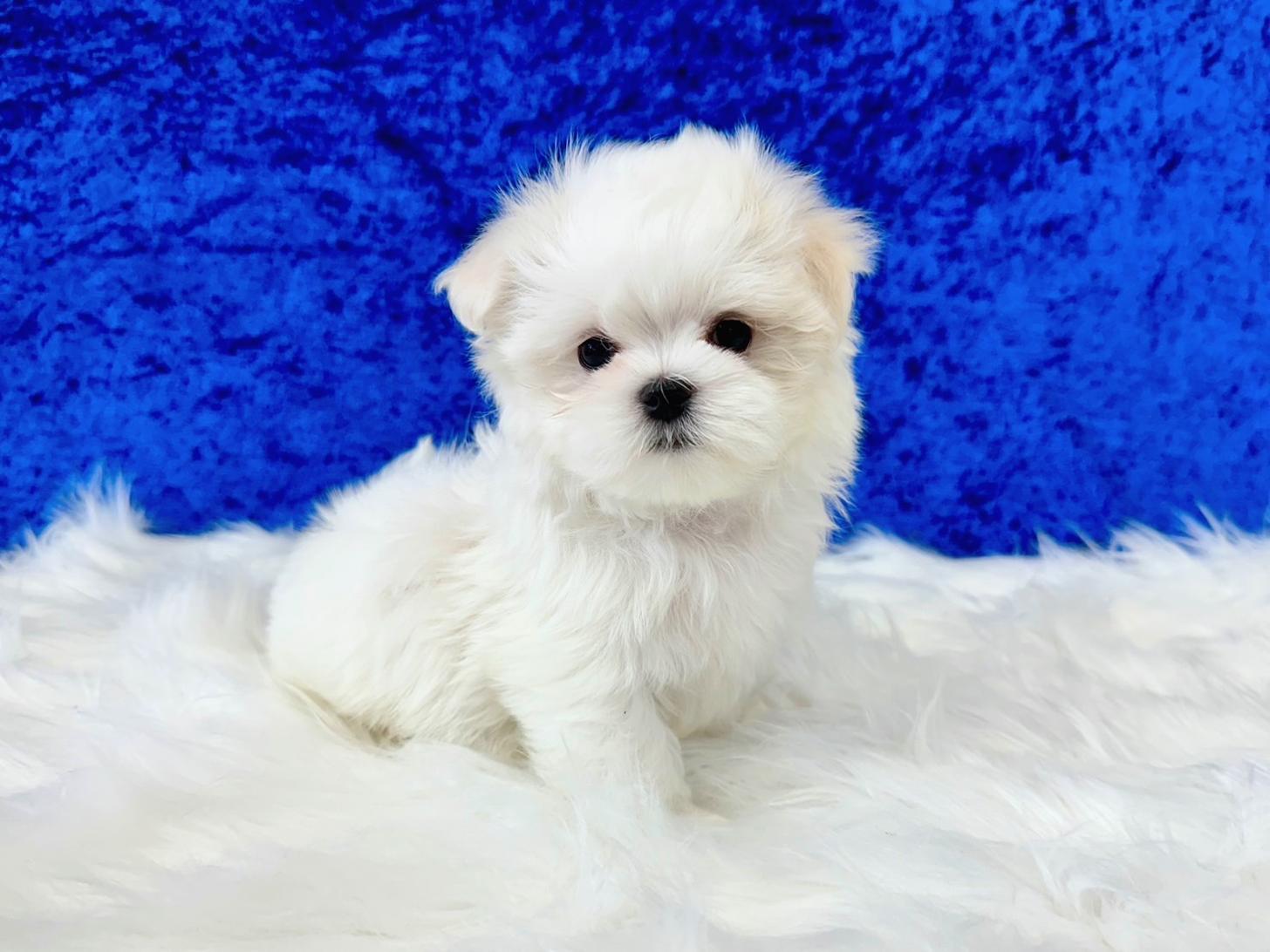 大阪府のマルチーズ (ぱぴぷぺっと大阪店/2026年2月18日生まれ/男の子/ホワイト)の子犬の2枚目の画像