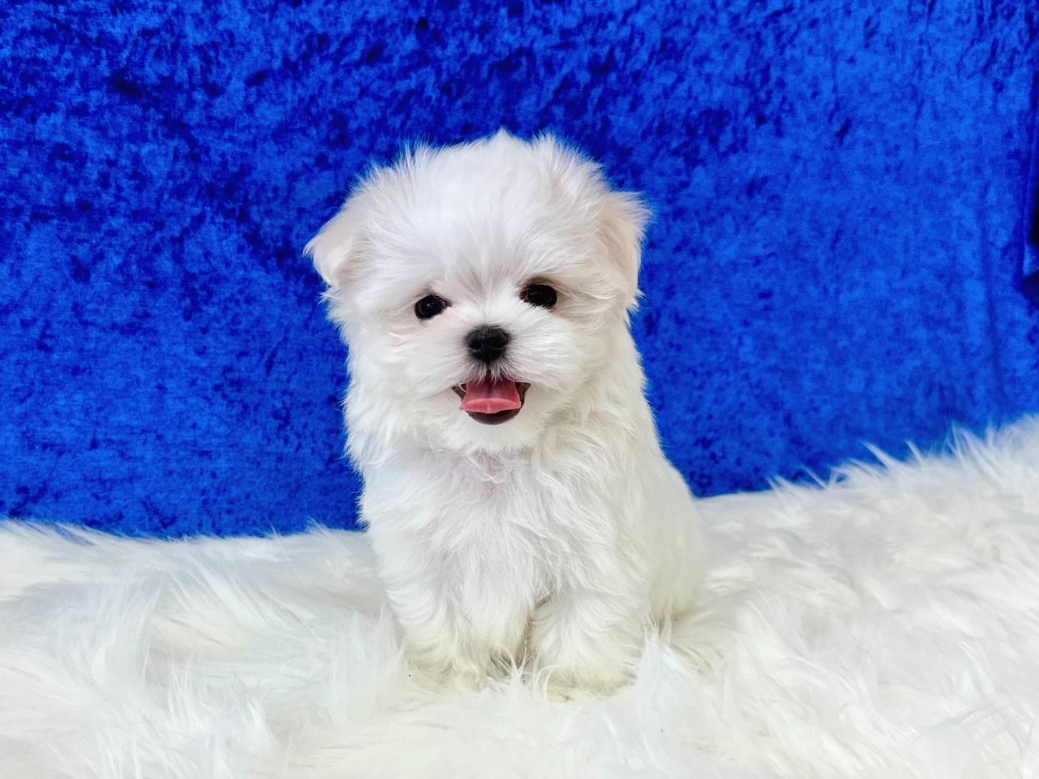 大阪府のマルチーズ (ぱぴぷぺっと大阪店/2026年2月18日生まれ/男の子/ホワイト)の子犬の3枚目の画像