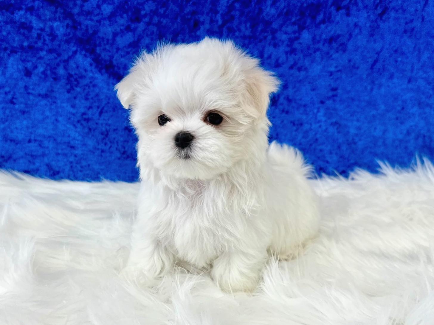 大阪府のマルチーズ (ぱぴぷぺっと大阪店/2026年2月18日生まれ/男の子/ホワイト)の子犬の4枚目の画像