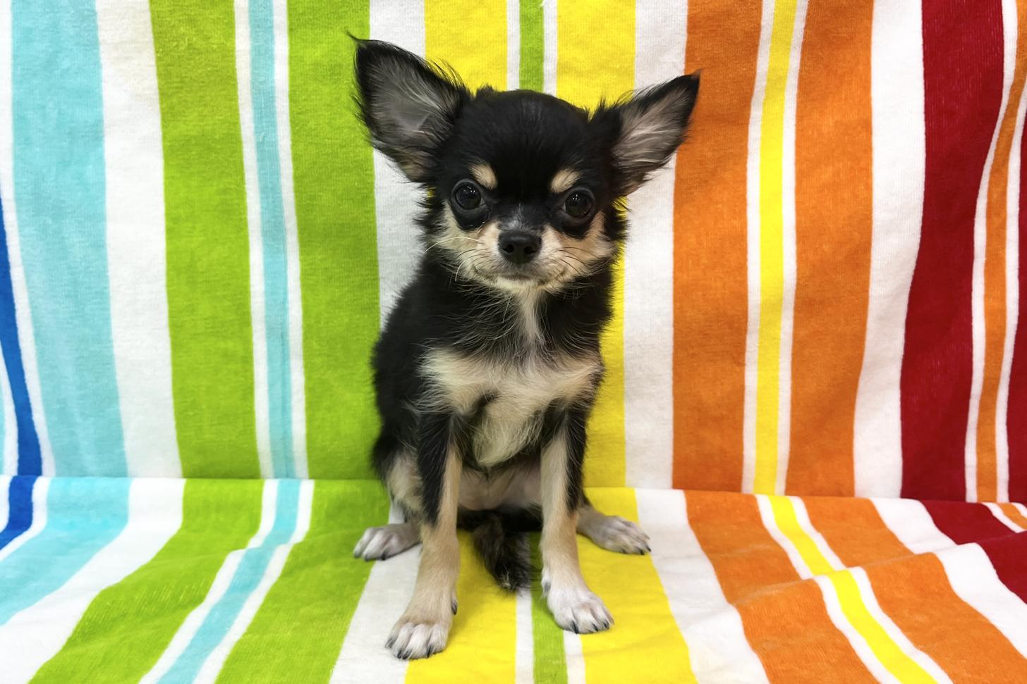 愛知県のチワワ(ロング) (ハピースペット一宮三条アミーゴ店/2025年8月10日生まれ/女の子/ブラックタン)の子犬の1枚目の画像