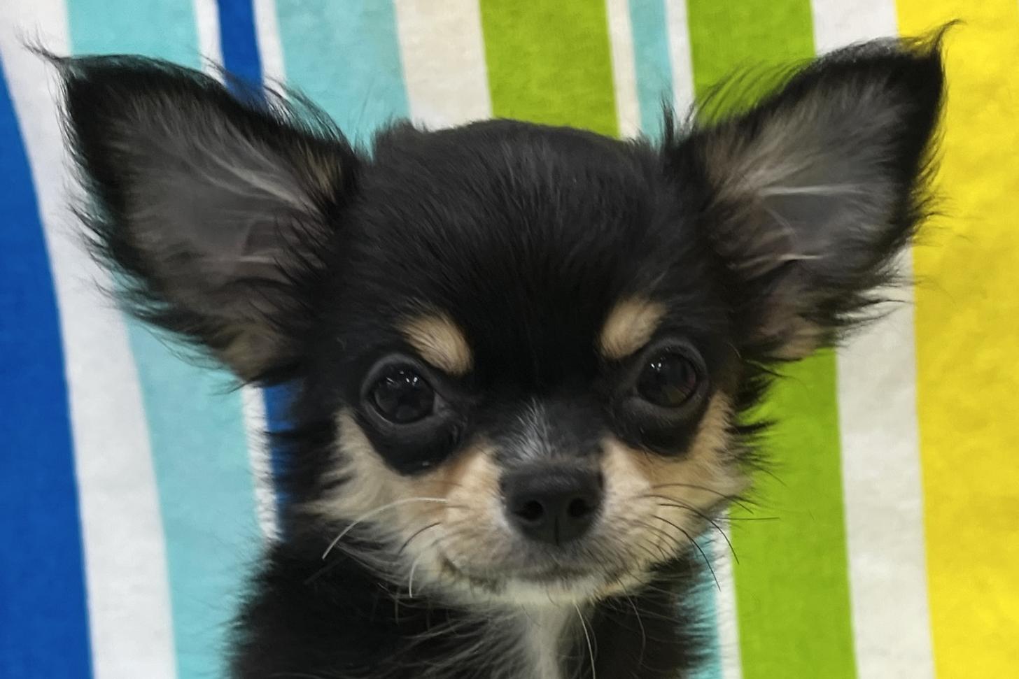 愛知県のチワワ(ロング) (ハピースペット一宮三条アミーゴ店/2025年8月10日生まれ/女の子/ブラックタン)の子犬の2枚目の画像