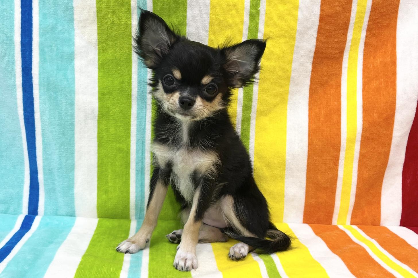 愛知県のチワワ(ロング) (ハピースペット一宮三条アミーゴ店/2025年8月10日生まれ/女の子/ブラックタン)の子犬の3枚目の画像