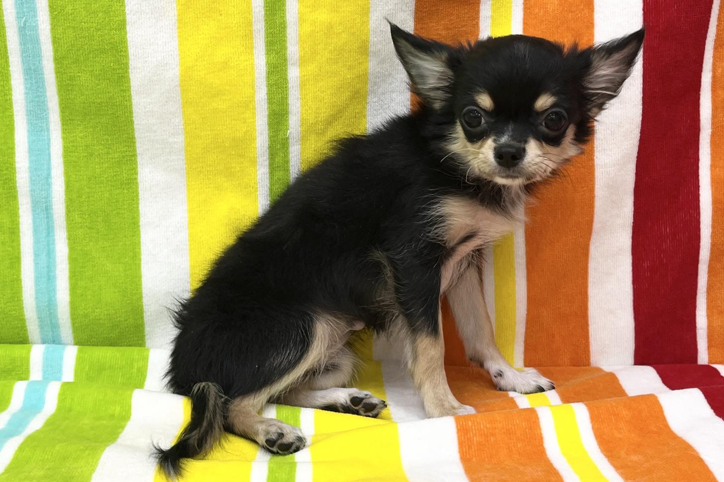 愛知県のチワワ(ロング) (ハピースペット一宮三条アミーゴ店/2025年8月10日生まれ/女の子/ブラックタン)の子犬の4枚目の画像