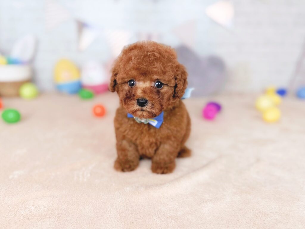 北海道のトイプードル(トイ) (ペットショップだんぼ/2026年7月16日生まれ/男の子/レッド)の子犬の1枚目の画像