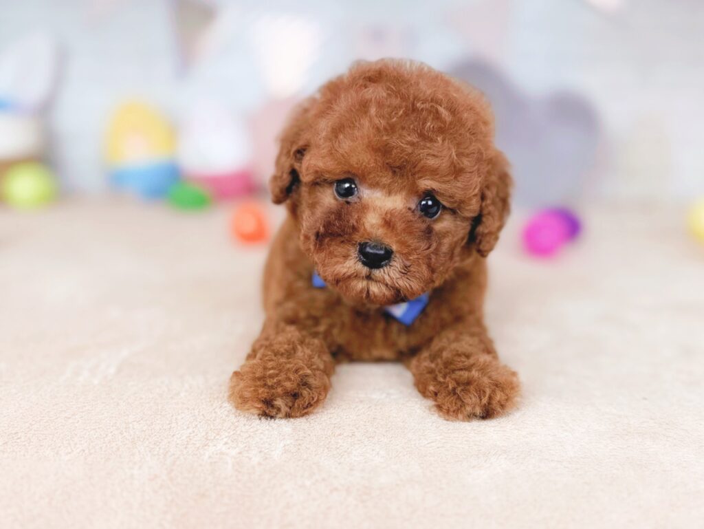 北海道のトイプードル(トイ) (ペットショップだんぼ/2026年7月16日生まれ/男の子/レッド)の子犬の2枚目の画像