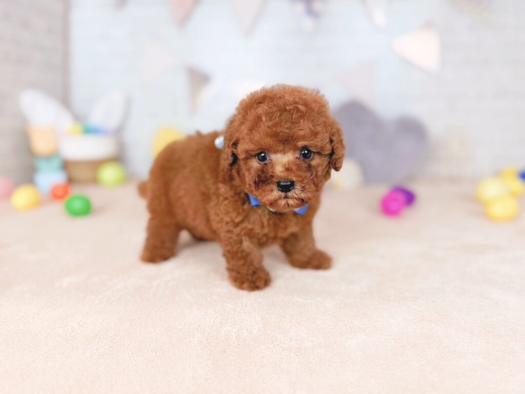 北海道のトイプードル(トイ) (ペットショップだんぼ/2026年7月16日生まれ/男の子/レッド)の子犬の2枚目の画像