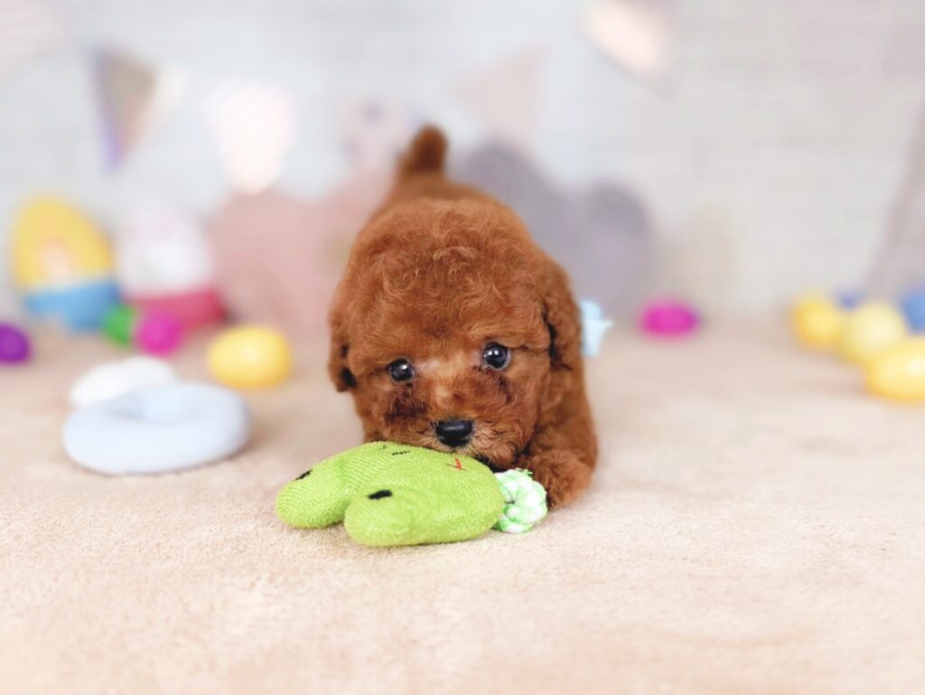 北海道のトイプードル(トイ) (ペットショップだんぼ/2026年7月16日生まれ/男の子/レッド)の子犬の4枚目の画像