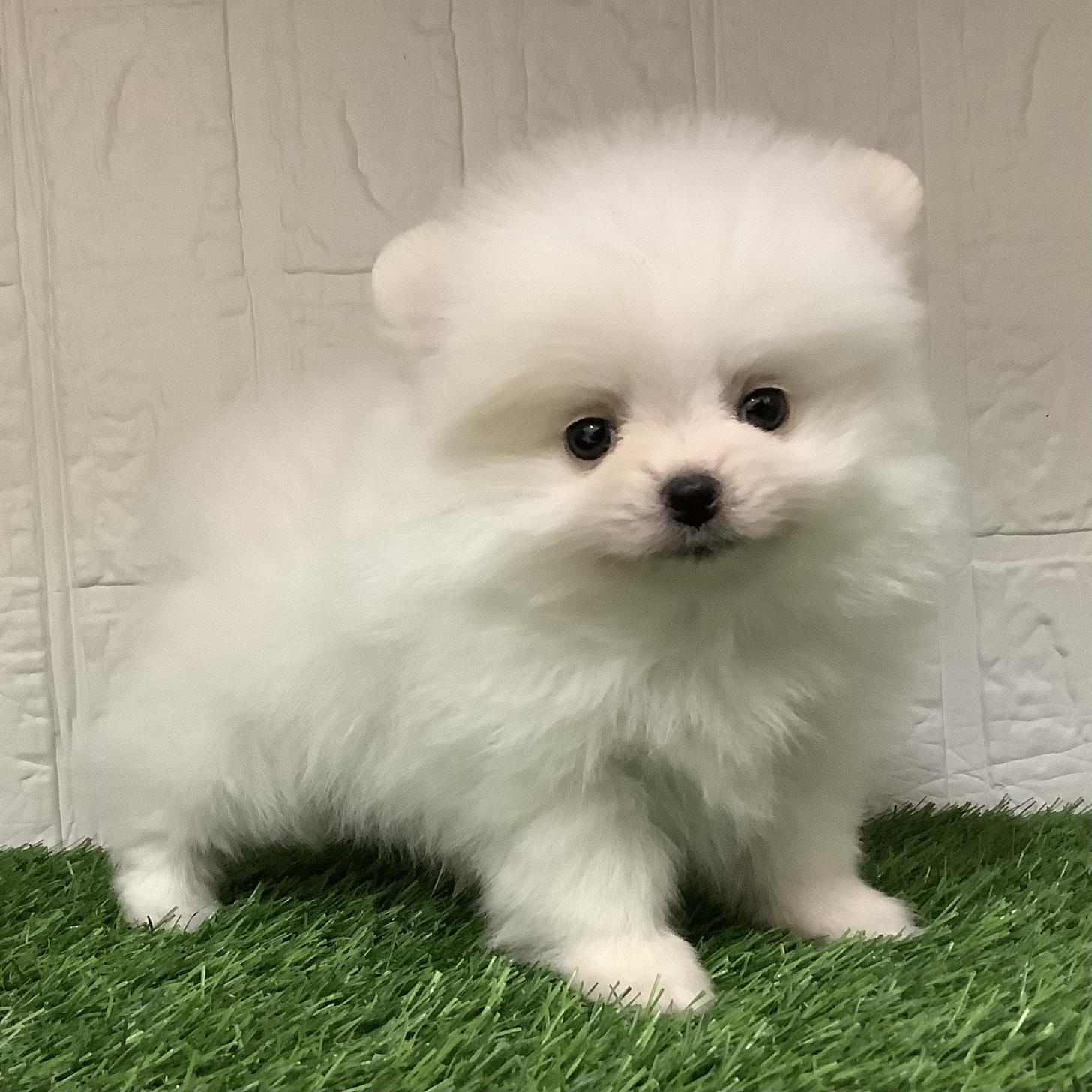 福岡県のポメラニアン (ディスワン ドッグズホーム大野城店/2025年10月5日生まれ/男の子/ホワイト)の子犬