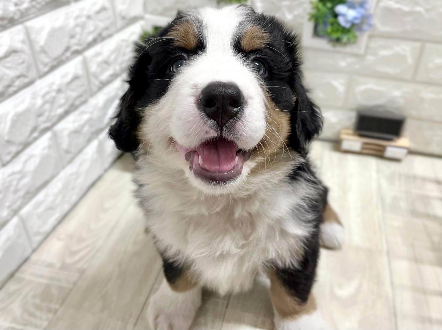 和歌山県のバーニーズマウンテンドッグ (DOGMAN和歌山店/2026年2月3日生まれ/女の子/ブラックラストホワイト)の子犬の1枚目の画像