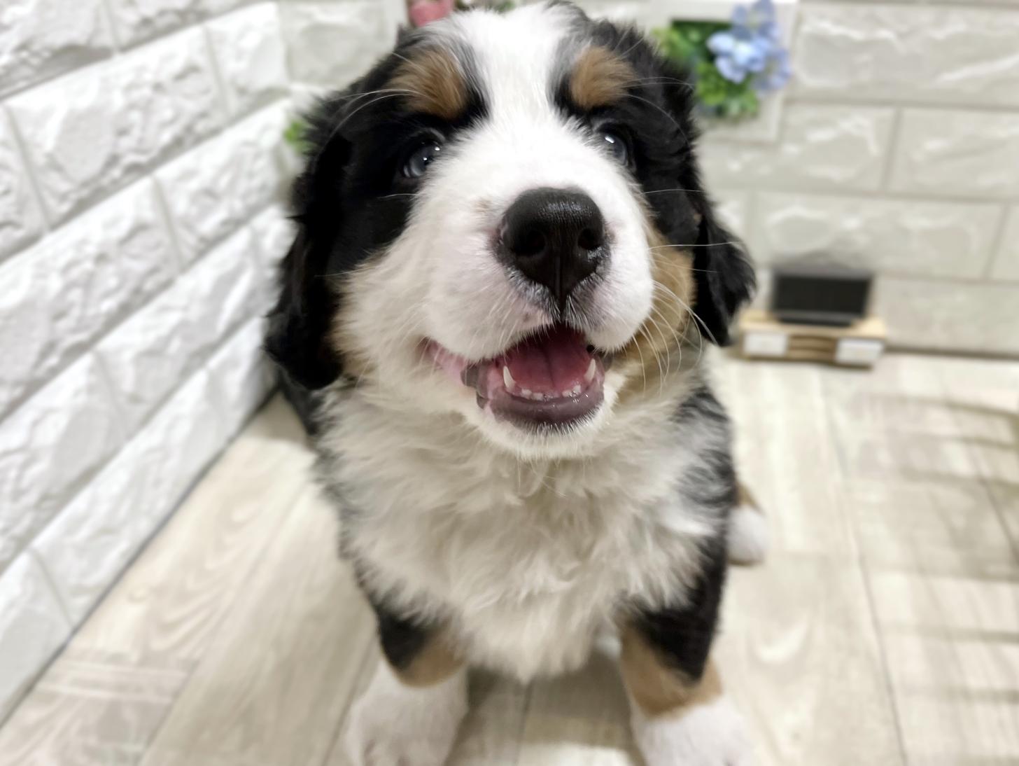 和歌山県のバーニーズマウンテンドッグ (DOGMAN和歌山店/2026年2月3日生まれ/女の子/ブラックラストホワイト)の子犬の2枚目の画像