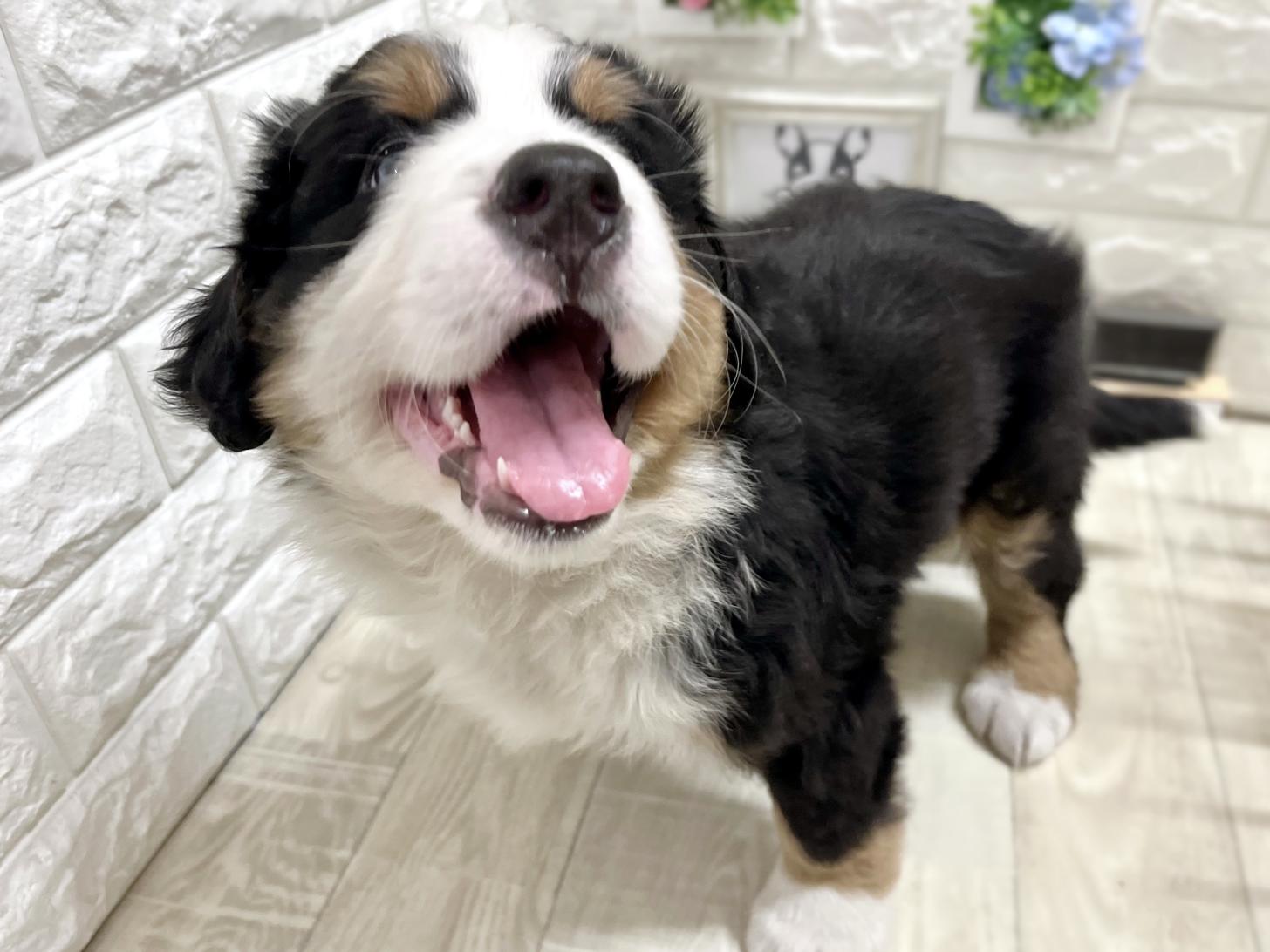 和歌山県のバーニーズマウンテンドッグ (DOGMAN和歌山店/2026年2月3日生まれ/女の子/ブラックラストホワイト)の子犬の3枚目の画像