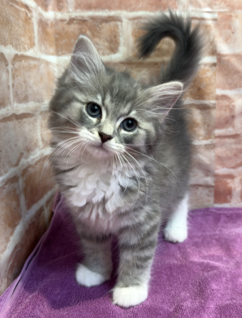 北海道のハーフ猫・ミックス猫 (ペットフェイス大谷地店/2025年5月3日生まれ/男の子/ブルータビーホワイト)の子猫の1枚目の画像