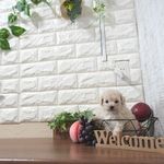 滋賀県のトイプードル(トイ) (いっぷく湖南店/2025年5月9日生まれ/女の子/ペールフォーン)の子犬