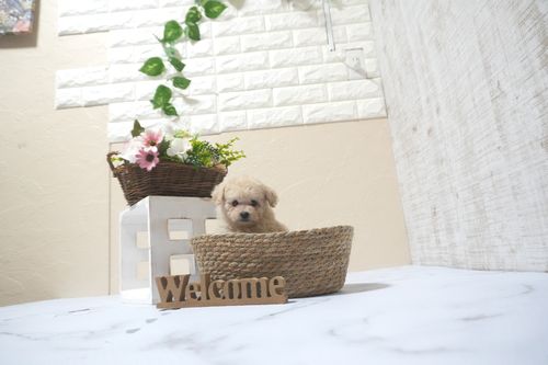 滋賀県のトイプードル(トイ) (いっぷく湖南店/2025年5月9日生まれ/女の子/ペールフォーン)の子犬の3枚目の画像