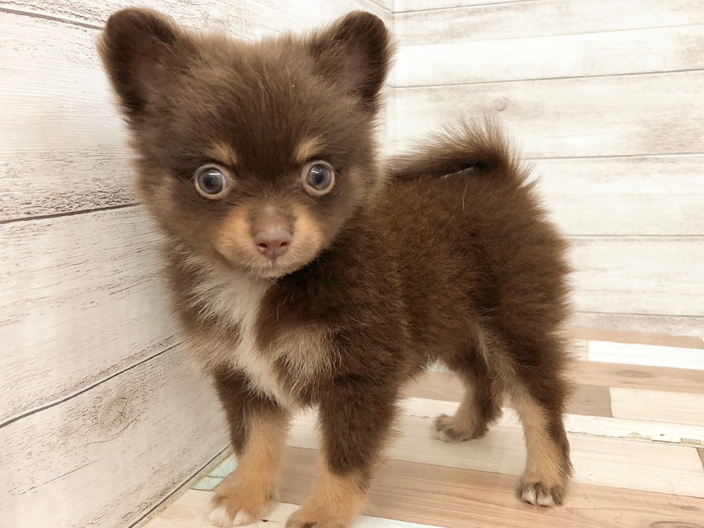 新潟県のポメラニアン (竹内ペット 白根店/2026年4月18日生まれ/女の子/チョコレートタン)の子犬の1枚目の画像
