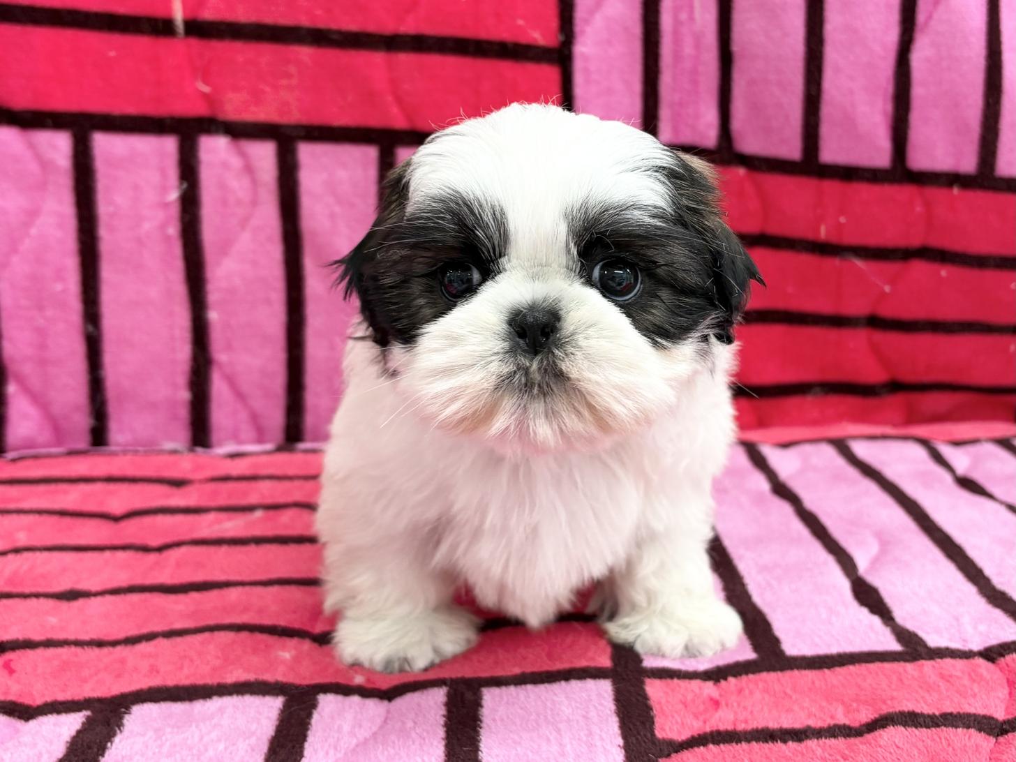 愛知県のシーズー (ハピースペット春日井アミーゴ店/2025年10月12日生まれ/女の子/ゴールドホワイト)の子犬の1枚目の画像