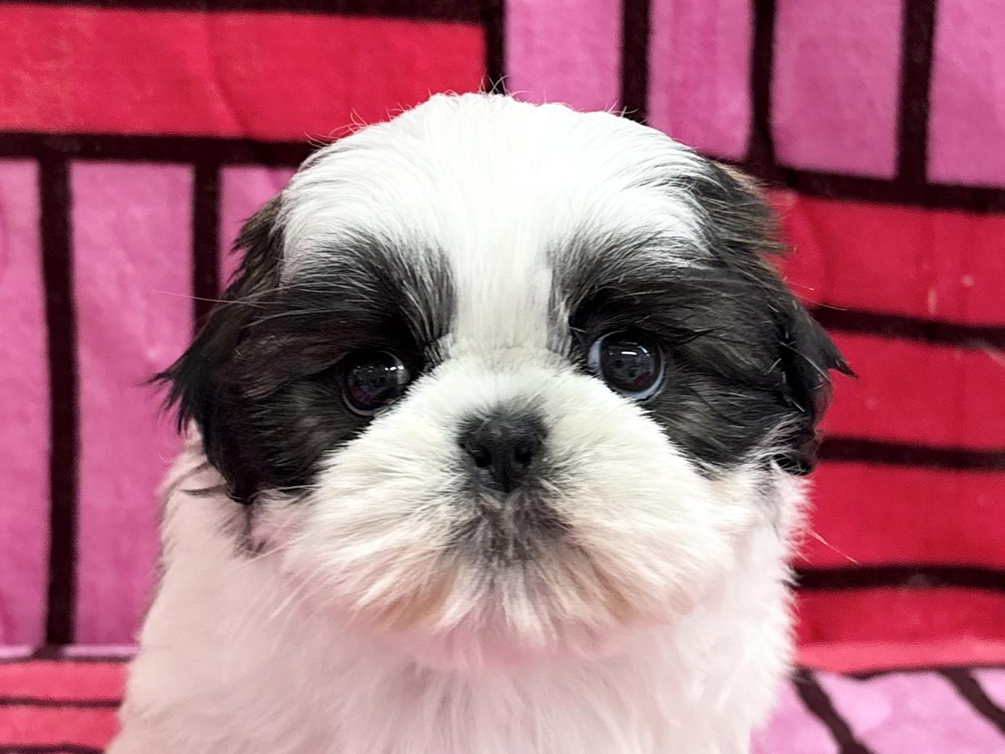 愛知県のシーズー (ハピースペット春日井アミーゴ店/2025年10月12日生まれ/女の子/ゴールドホワイト)の子犬の2枚目の画像