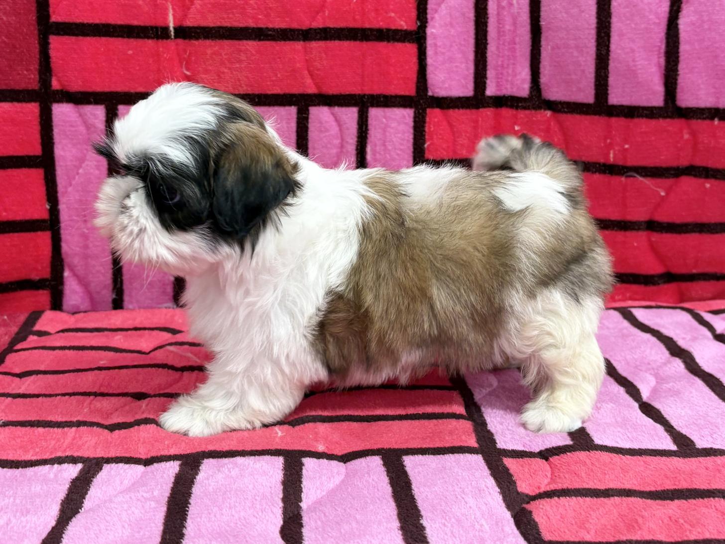 愛知県のシーズー (ハピースペット春日井アミーゴ店/2025年10月12日生まれ/女の子/ゴールドホワイト)の子犬の3枚目の画像