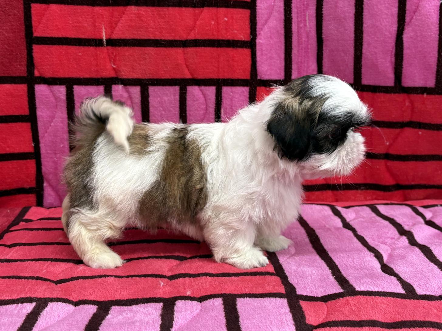 愛知県のシーズー (ハピースペット春日井アミーゴ店/2025年10月12日生まれ/女の子/ゴールドホワイト)の子犬の4枚目の画像