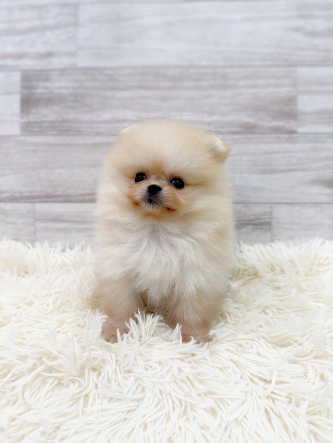 神奈川県のポメラニアン (ペッツコンシェル川崎小田栄店/2025年12月13日生まれ/男の子/クリーム)の子犬