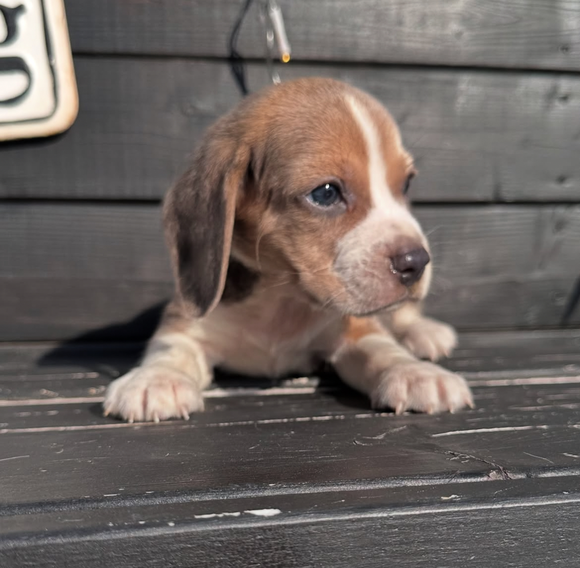 埼玉県のビーグル (ADELE PETS/2025年3月2日生まれ/男の子/ブルータンホワイト)の子犬