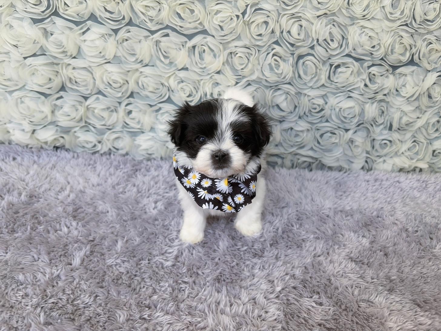 福岡県のマルプー(マルチーズ×プードル) (ぱぴぷぺっと福岡店/2026年2月13日生まれ/男の子/ホワイトブラック)の子犬の1枚目の画像