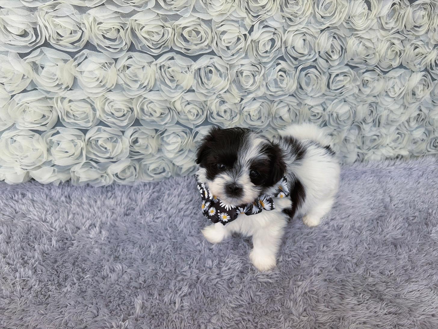 福岡県のマルプー(マルチーズ×プードル) (ぱぴぷぺっと福岡店/2026年2月13日生まれ/男の子/ホワイトブラック)の子犬の2枚目の画像