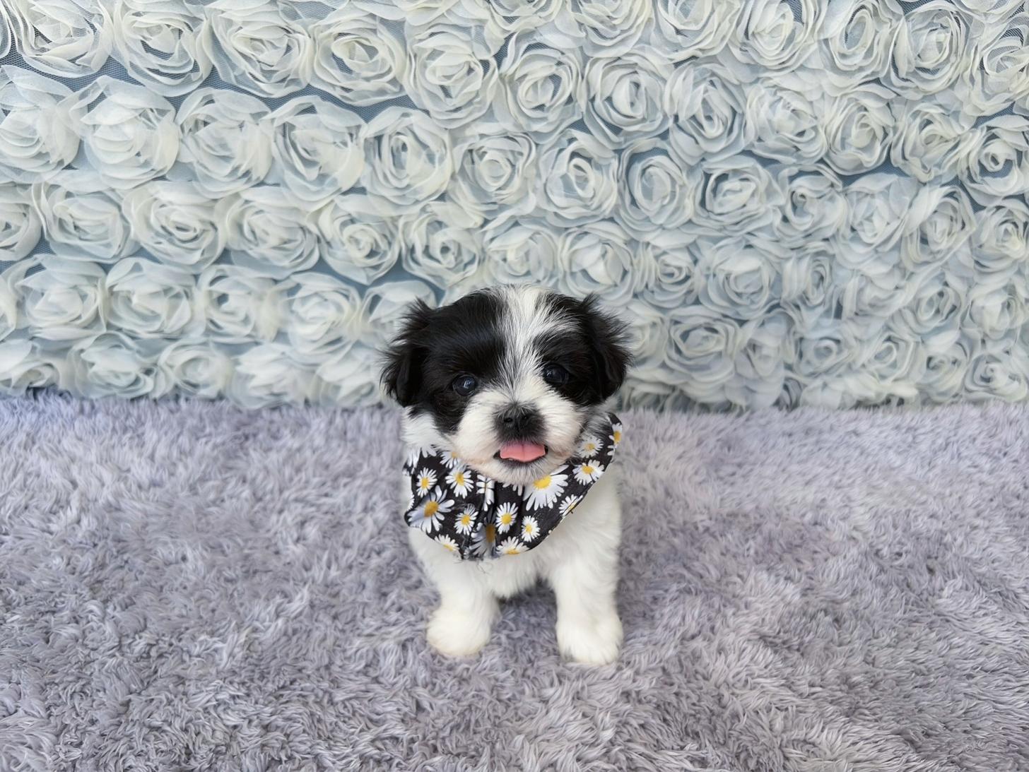 福岡県のマルプー(マルチーズ×プードル) (ぱぴぷぺっと福岡店/2026年2月13日生まれ/男の子/ホワイトブラック)の子犬の3枚目の画像