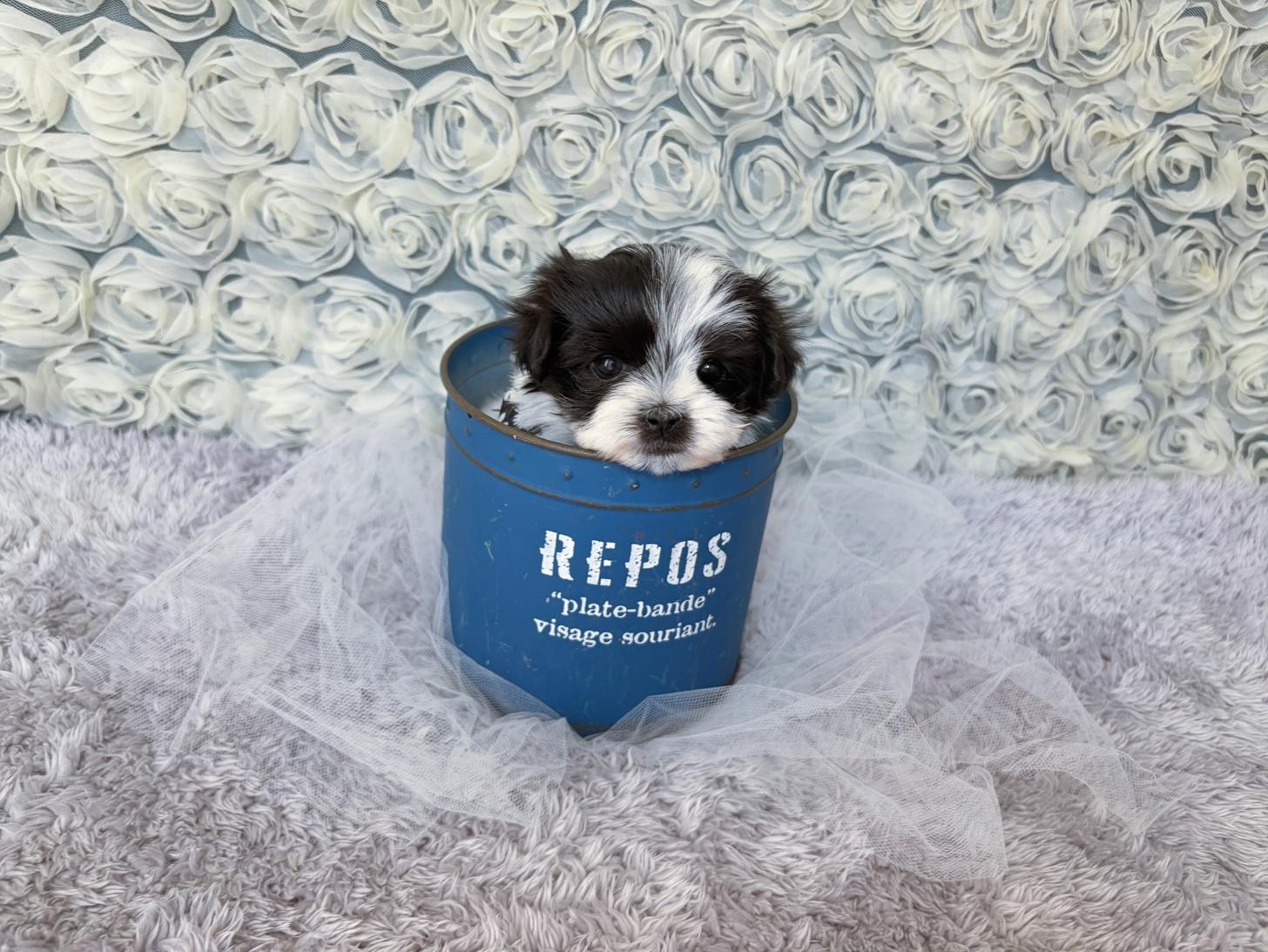 福岡県のマルプー(マルチーズ×プードル) (ぱぴぷぺっと福岡店/2026年2月13日生まれ/男の子/ホワイトブラック)の子犬の4枚目の画像