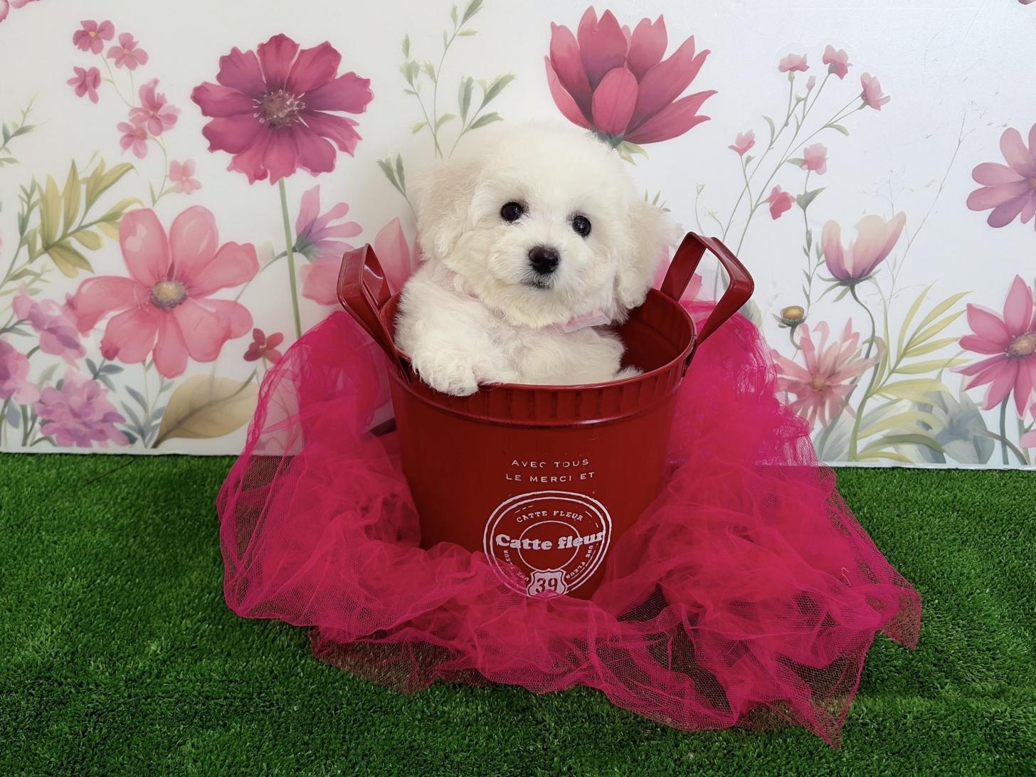 福岡県のビションフリーゼ (ぱぴぷぺっと福岡店/2025年12月19日生まれ/女の子/ホワイト)の子犬の1枚目の画像