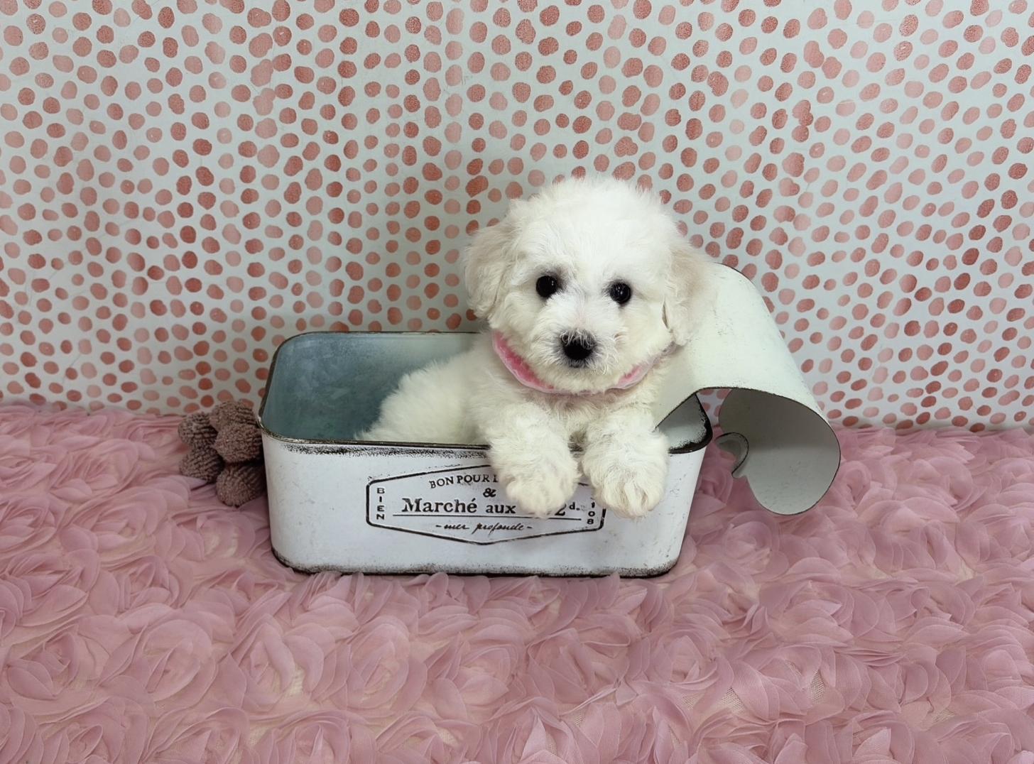 福岡県のビションフリーゼ (ぱぴぷぺっと福岡店/2025年12月19日生まれ/女の子/ホワイト)の子犬の1枚目の画像