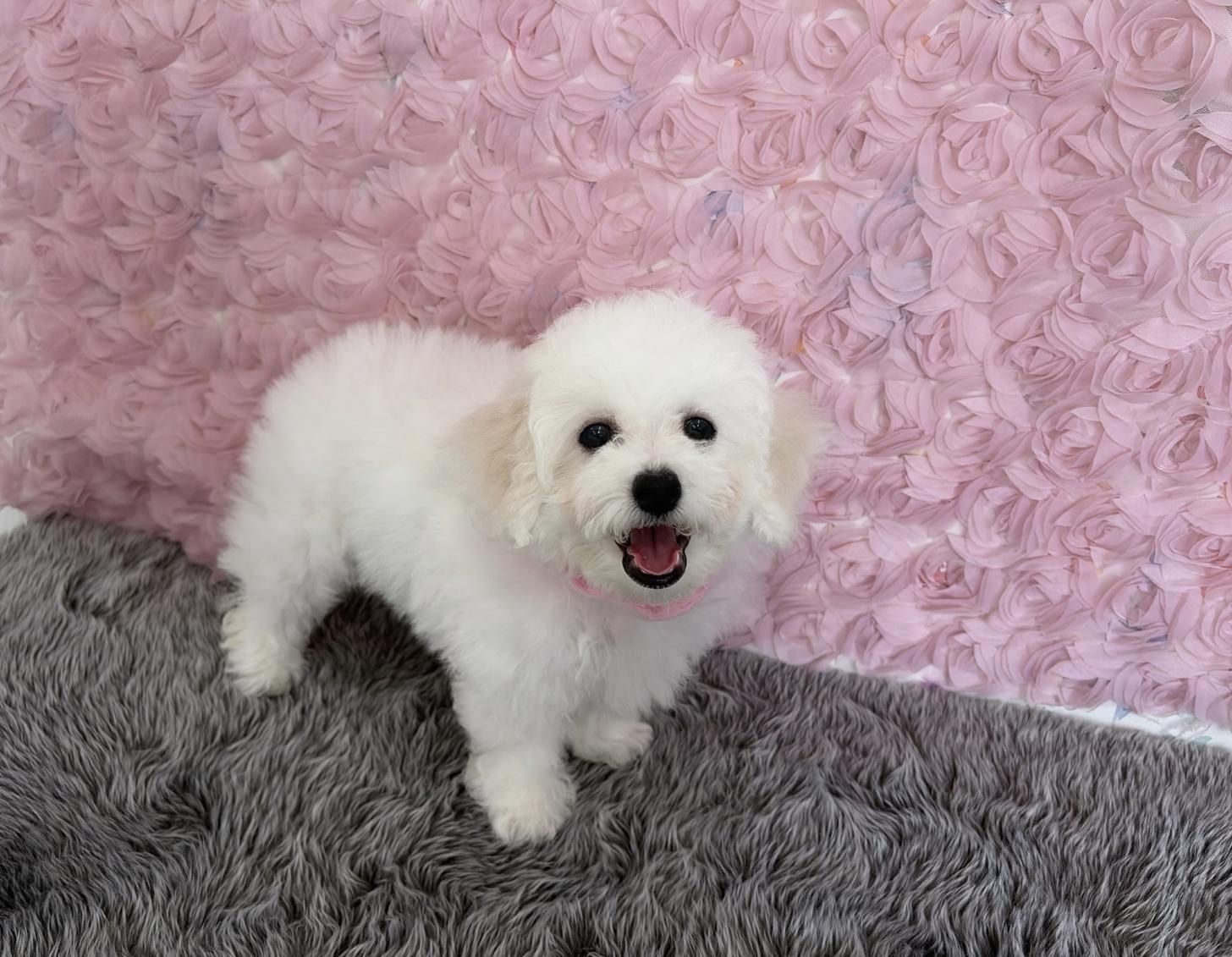 福岡県のビションフリーゼ (ぱぴぷぺっと福岡店/2025年12月19日生まれ/女の子/ホワイト)の子犬