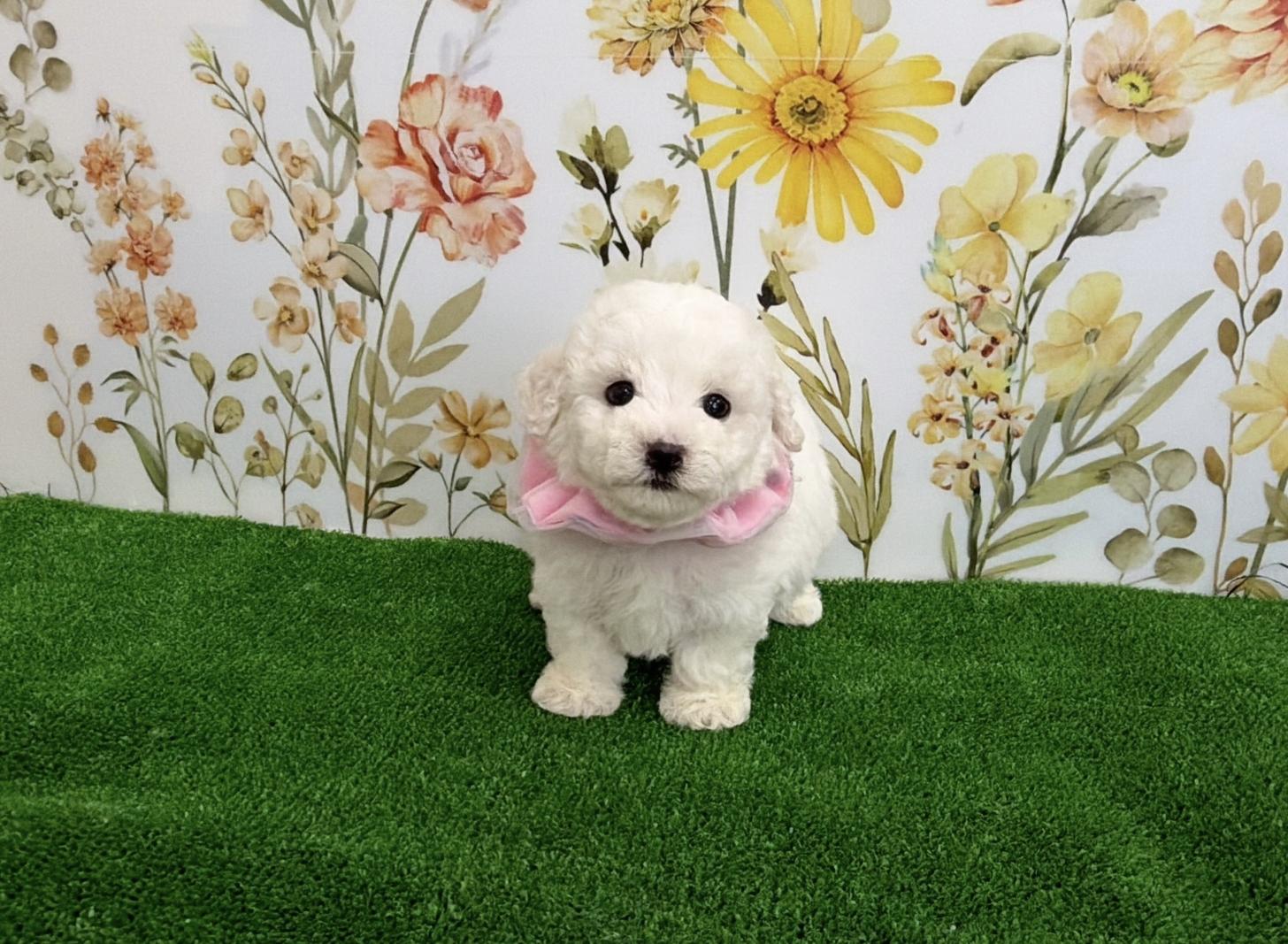 福岡県のビションフリーゼ (ぱぴぷぺっと福岡店/2025年12月19日生まれ/女の子/ホワイト)の子犬の1枚目の画像