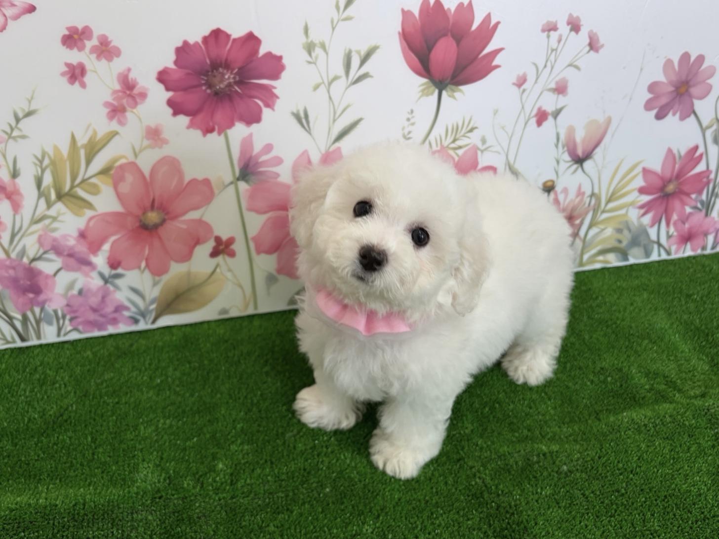 福岡県のビションフリーゼ (ぱぴぷぺっと福岡店/2025年12月19日生まれ/女の子/ホワイト)の子犬の2枚目の画像