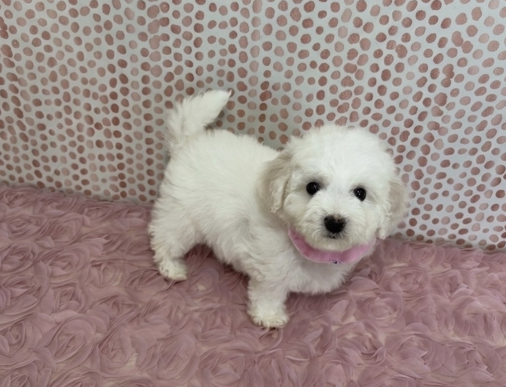 福岡県のビションフリーゼ (ぱぴぷぺっと福岡店/2025年12月19日生まれ/女の子/ホワイト)の子犬の2枚目の画像