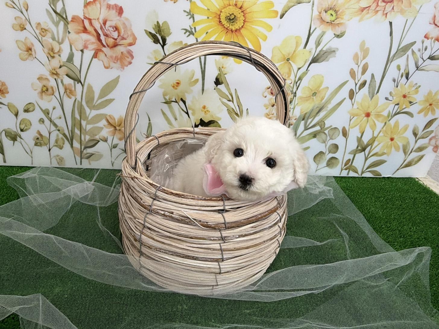 福岡県のビションフリーゼ (ぱぴぷぺっと福岡店/2025年12月19日生まれ/女の子/ホワイト)の子犬の2枚目の画像