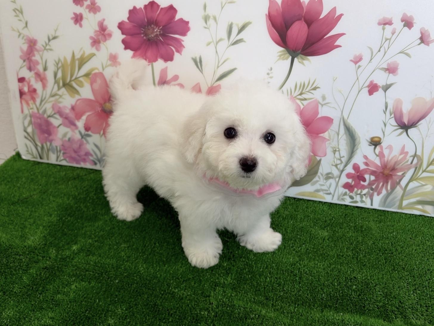 福岡県のビションフリーゼ (ぱぴぷぺっと福岡店/2025年12月19日生まれ/女の子/ホワイト)の子犬の3枚目の画像