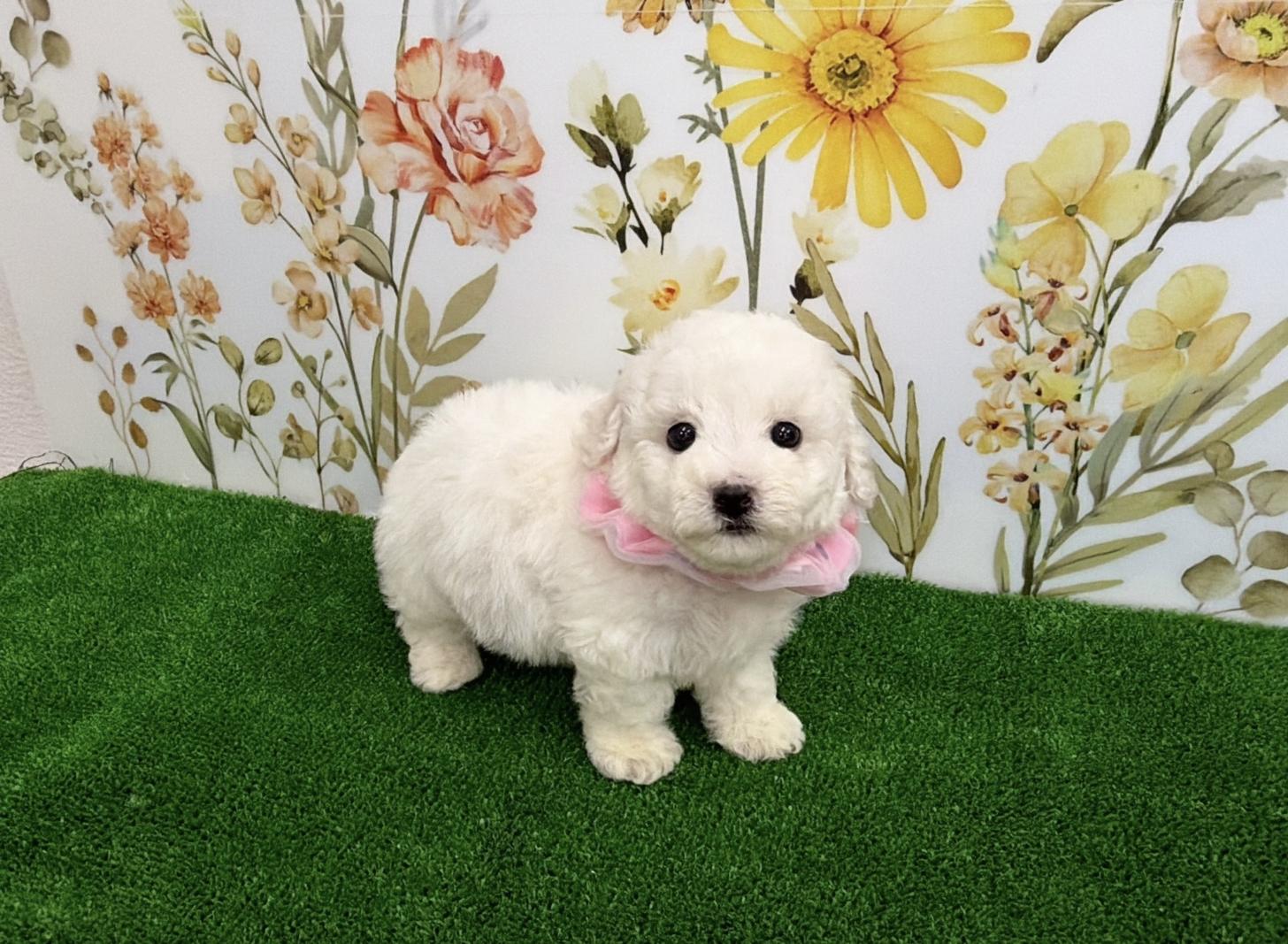 福岡県のビションフリーゼ (ぱぴぷぺっと福岡店/2025年12月19日生まれ/女の子/ホワイト)の子犬の3枚目の画像