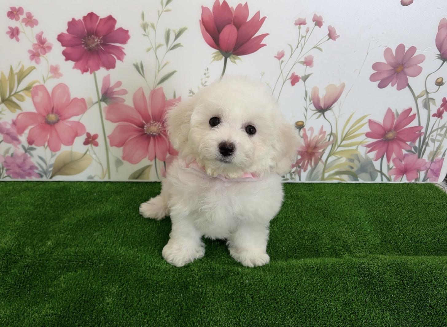 福岡県のビションフリーゼ (ぱぴぷぺっと福岡店/2025年12月19日生まれ/女の子/ホワイト)の子犬の4枚目の画像